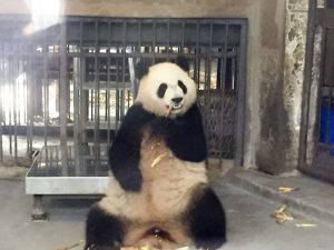 Giant Panda Sanctuary Chengdu