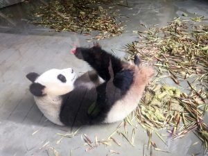 Giant Panda Sanctuary Chengdu
